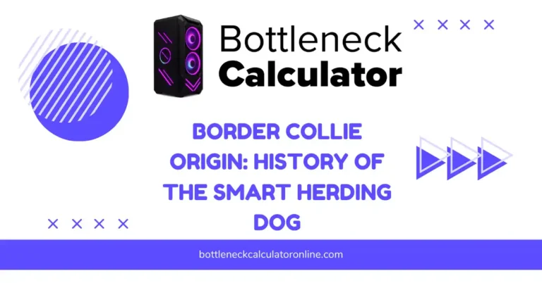 Border Collie Origin History of the Smart Herding Dog